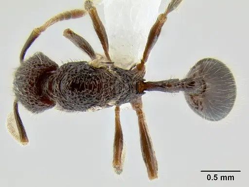 Stenamma zelum specimen CASENT0621980 image casent0621980_1