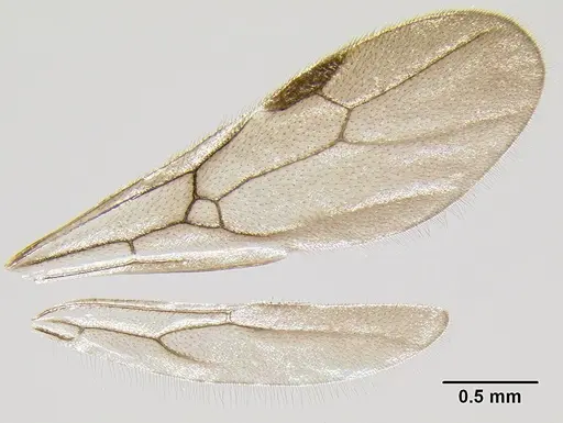 Stenamma zelum specimen CASENT0621980 image casent0621980_2