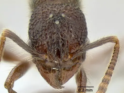 Stenamma zelum specimen CASENT0621980 image casent0621980_3