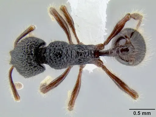 Stenamma zelum specimen CASENT0621994 image casent0621994_1