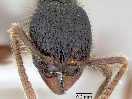 Stenamma zelum specimen CASENT0621994 image casent0621994_2