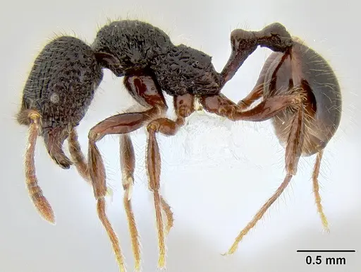 Stenamma zelum specimen CASENT0621994 image casent0621994_3