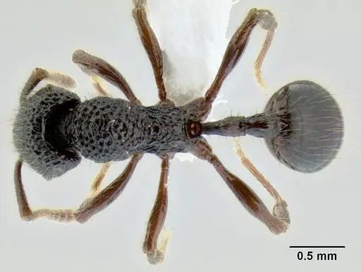 Stenamma zelum specimen CASENT0622535 image casent0622535_1