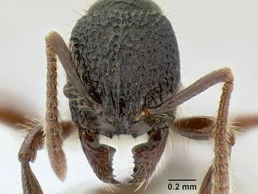Stenamma zelum specimen CASENT0622535 image casent0622535_2