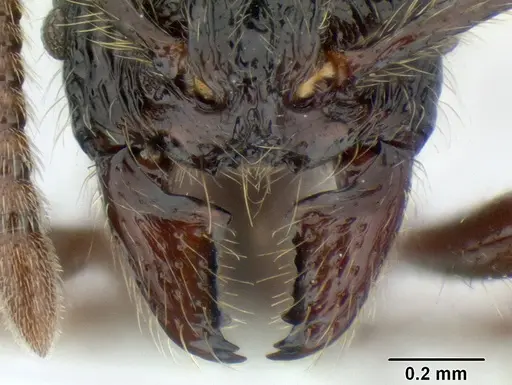 Stenamma zelum specimen CASENT0622535 image casent0622535_3