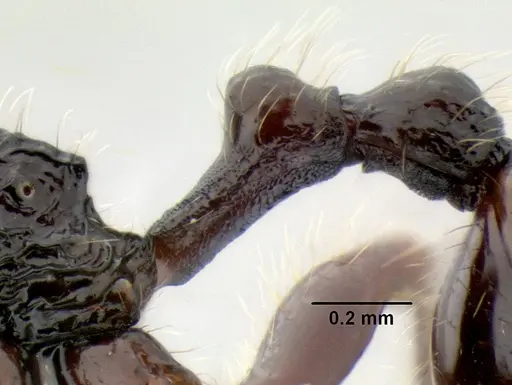 Stenamma zelum specimen CASENT0622535 image casent0622535_5
