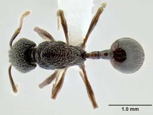 Stenamma zelum specimen CASENT0622537 image casent0622537_1