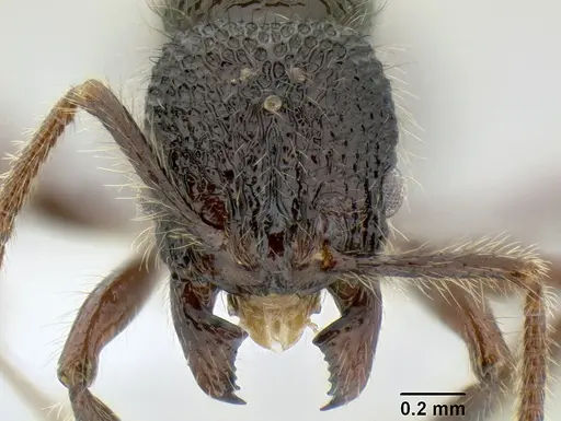 Stenamma zelum specimen CASENT0622537 image casent0622537_2