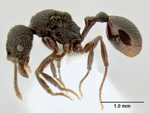 Stenamma zelum specimen CASENT0622537 image casent0622537_3