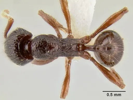 Stenamma zelum specimen INBIOCRI001280618 image inbiocri001280618_1