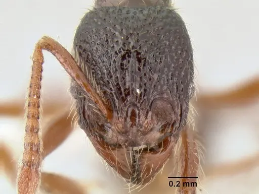 Stenamma zelum specimen INBIOCRI001280618 image inbiocri001280618_2