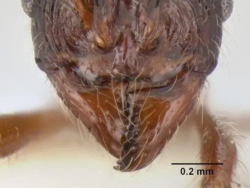 Stenamma zelum specimen INBIOCRI001280618 image inbiocri001280618_3