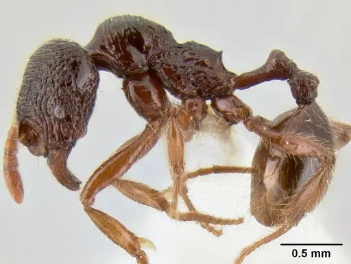 Stenamma zelum specimen INBIOCRI001280618 image inbiocri001280618_4