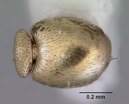 Stereomyrmex anderseni specimen CASENT0172304 image casent0172304_2