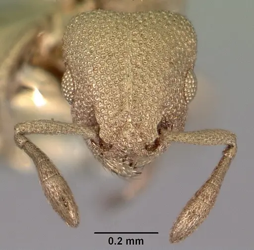 Stereomyrmex anderseni specimen CASENT0172304 image casent0172304_3