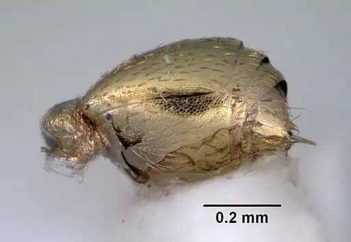 Stereomyrmex anderseni specimen CASENT0172304 image casent0172304_5