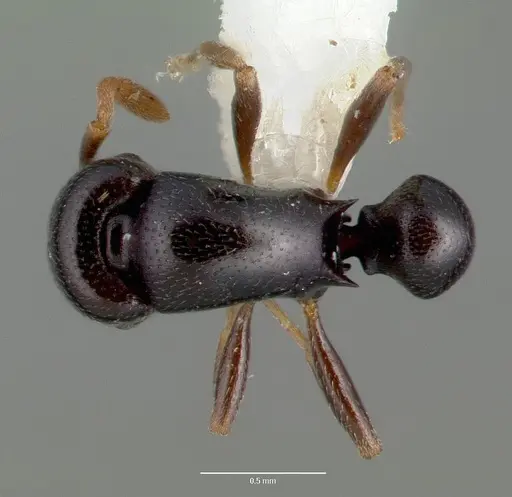 Stereomyrmex dispar specimen CASTYPE05026 image castype05026_1