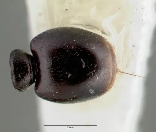 Stereomyrmex dispar specimen CASTYPE05026 image castype05026_2