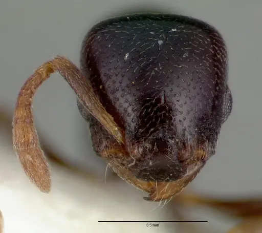 Stereomyrmex dispar specimen CASTYPE05026 image castype05026_3