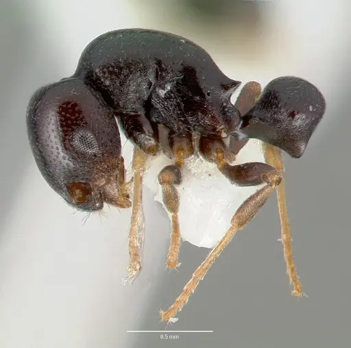 Stereomyrmex dispar specimen CASTYPE05026 image castype05026_4