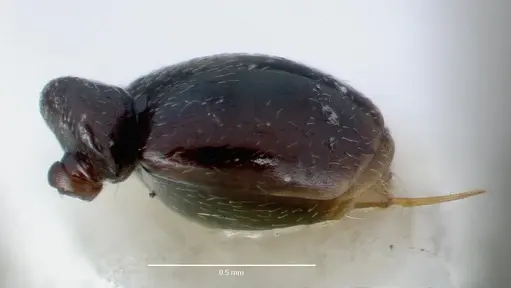 Stereomyrmex dispar specimen CASTYPE05026 image castype05026_5