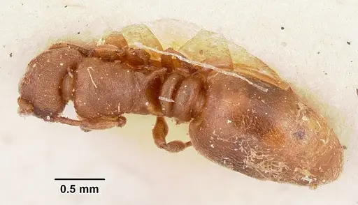 Stereomyrmex horni specimen CASENT0101263 image casent0101263_1