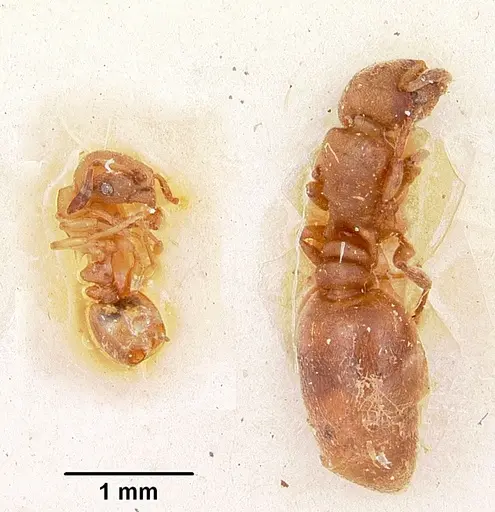 Stereomyrmex horni specimen CASENT0101263 image casent0101263_2