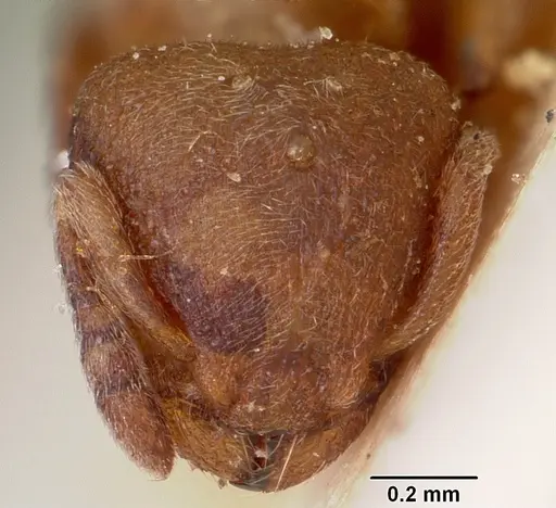 Stereomyrmex horni specimen CASENT0101263 image casent0101263_3