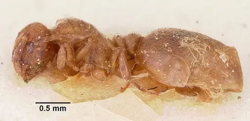 Stereomyrmex horni specimen CASENT0101263 image casent0101263_4