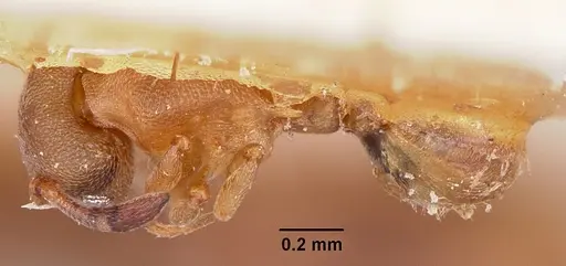 Stereomyrmex horni specimen CASENT0101264 image casent0101264_1