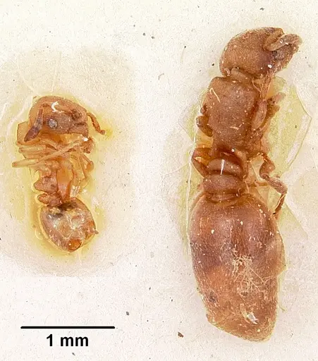 Stereomyrmex horni specimen CASENT0101264 image casent0101264_2