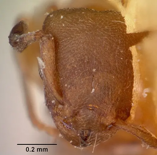 Stereomyrmex horni specimen CASENT0101264 image casent0101264_3