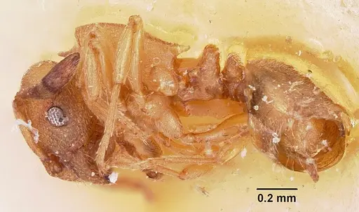 Stereomyrmex horni specimen CASENT0101264 image casent0101264_4