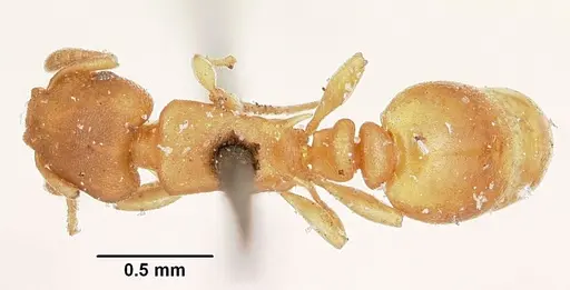 Stereomyrmex horni specimen CASENT0101796 image casent0101796_1