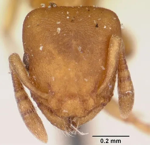 Stereomyrmex horni specimen CASENT0101796 image casent0101796_2