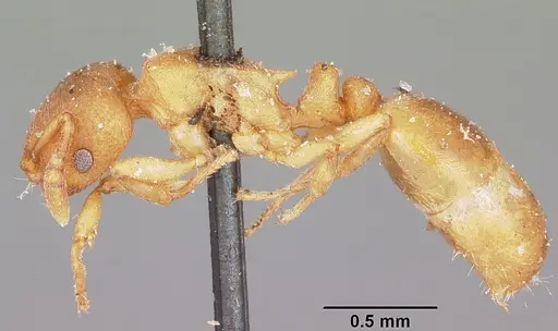 Stereomyrmex horni specimen CASENT0101796 image casent0101796_3