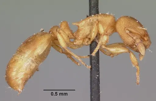 Stereomyrmex horni specimen CASENT0101796 image casent0101796_4