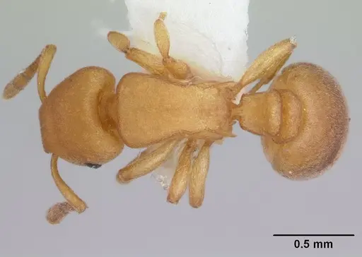 Stereomyrmex horni specimen CASENT0178593 image casent0178593_1