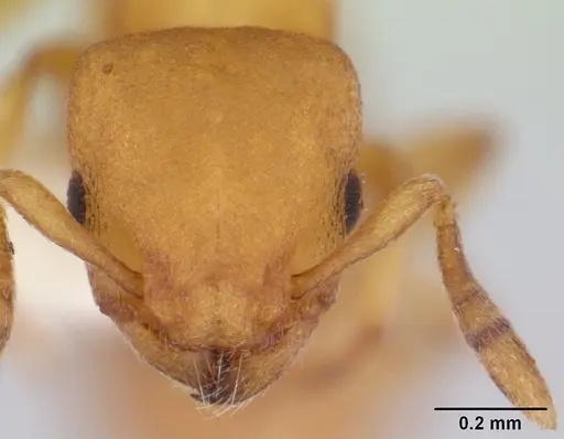 Stereomyrmex horni specimen CASENT0178593 image casent0178593_2