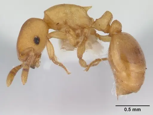 Stereomyrmex horni specimen CASENT0178593 image casent0178593_3