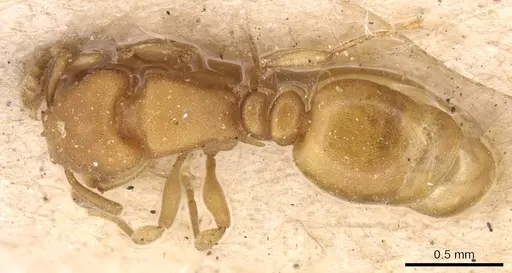 Stereomyrmex horni specimen CASENT0904458 image casent0904458_1