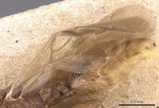 Stereomyrmex horni specimen CASENT0904459 image casent0904459_4