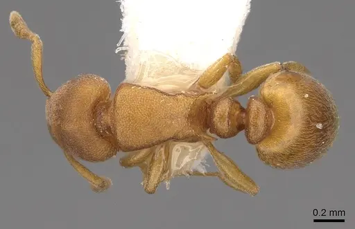 Stereomyrmex horni specimen CASENT0922896 image casent0922896_1