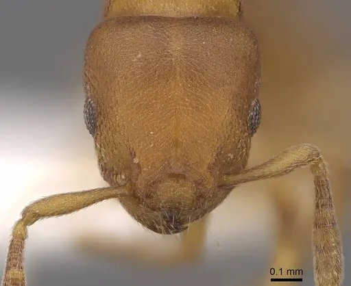 Stereomyrmex horni specimen CASENT0922896 image casent0922896_2