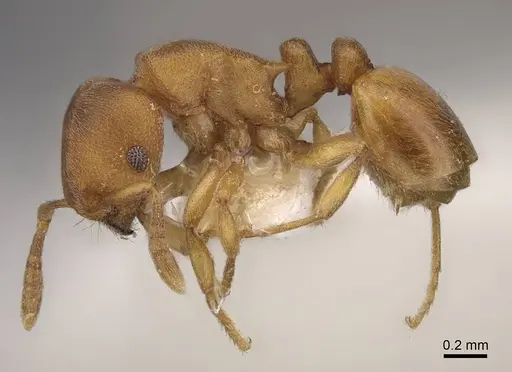 Stereomyrmex horni specimen CASENT0922896 image casent0922896_3
