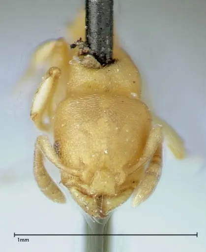 Stereomyrmex horni specimen FOCOL0290 image focol0290_1