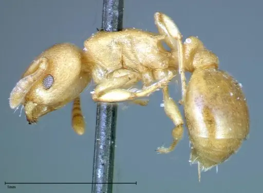 Stereomyrmex horni specimen FOCOL0290 image focol0290_2