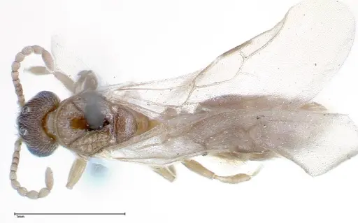 Stereomyrmex horni specimen FOCOL0291 image focol0291_1