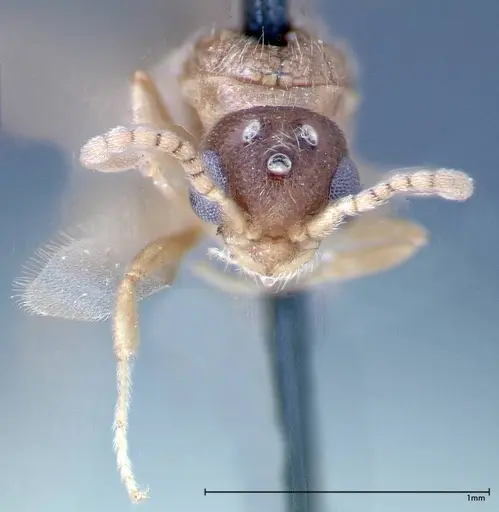 Stereomyrmex horni specimen FOCOL0291 image focol0291_2