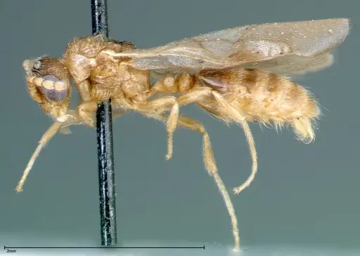 Stereomyrmex horni specimen FOCOL0291 image focol0291_3
